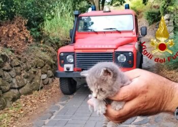 Norbello: un gattino rimane incastrato in un muretto a secco, lo salvano i vigili del fuoco