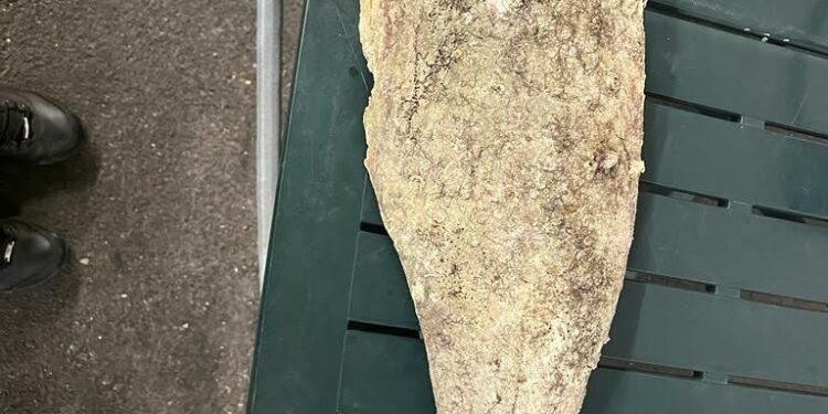 Olbia: tentavano di imbarcare una Pinna Nobilis, nei guai una coppia di turisti