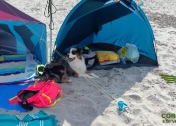 Siniscola: sosta con automezzi in spiaggia, presenza di cani sull’arenile e transito sulle dune, emessi cinque verbali