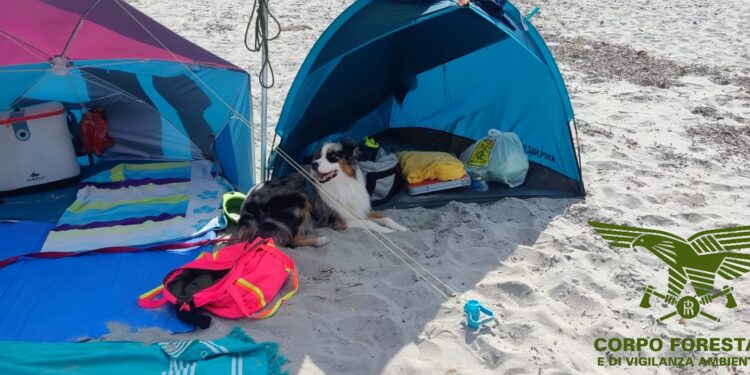 Siniscola: sosta con automezzi in spiaggia, presenza di cani sull’arenile e transito sulle dune, emessi cinque verbali