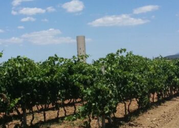 Al via, in Sardegna, la vendemmia 2022