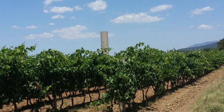 Al via, in Sardegna, la vendemmia 2022