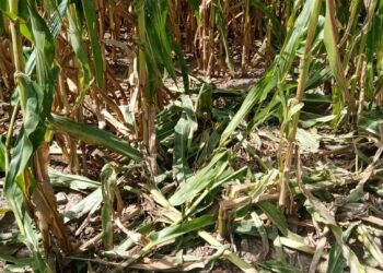 «L’invasione di cinghiali mette a rischio i raccolti». E’ l’allarme lanciato da Coldiretti Nord Sardegna