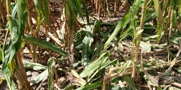 «L’invasione di cinghiali mette a rischio i raccolti». E’ l’allarme lanciato da Coldiretti Nord Sardegna