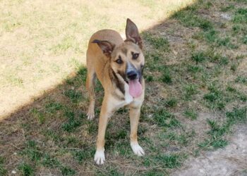 Cagliari: aumentano le adozioni al canile comunale