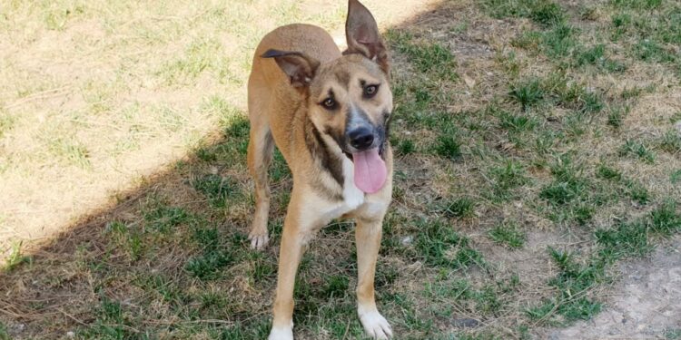 Cagliari: aumentano le adozioni al canile comunale