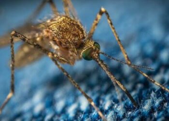 Febbre del Nilo nell’Oristanese. Massimiliano Sanna (sindaco di Oristano): «Serve una campagna di disinfestazione»