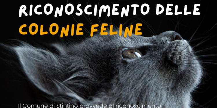 Stintino: istituzionalizzate le colonie feline