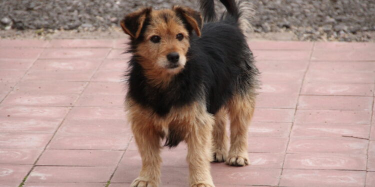 Quartu Sant’Elena: al via la campagna di sterilizzazione dei cani