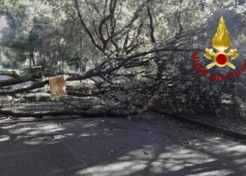 Santu Lussurgiu: cade una pianta nella zona di San Leonardo