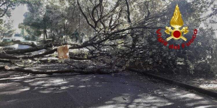 Santu Lussurgiu: cade una pianta nella zona di San Leonardo