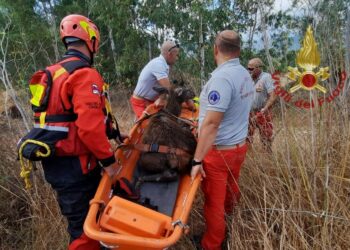 Castiadas: cervo finisce in un vascone, salvato dai vigili del fuoco