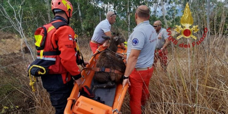 Castiadas: cervo finisce in un vascone, salvato dai vigili del fuoco