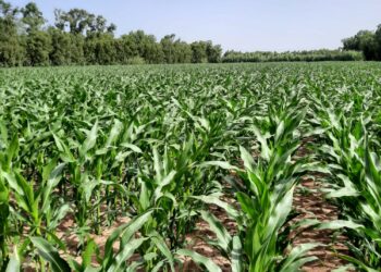 Arborea: rinnovato il patto operativo di strategia alimentare