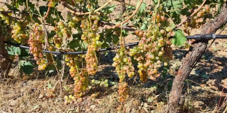 Berchidda, l’allarme di Coldiretti Sardegna: «La grandinata del 28 agosto è costata il 70/80% dell’uva»