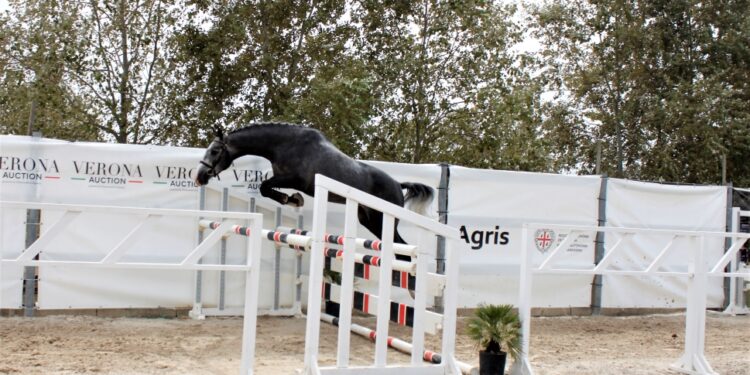 Abbasanta: è tutto pronto per il 60° Premio Regionale Sardo di sport equestri