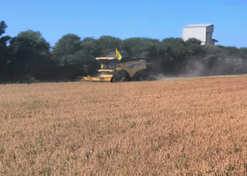 «Aumento dei costi di produzione e concorrenza sleale dei paesi asiatici», leggero calo di produzione per il riso oristanese