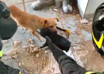 Porto Torres: cagnolino incastrato all’interno di un canale di drenaggio, lo salvano i vigili del fuoco