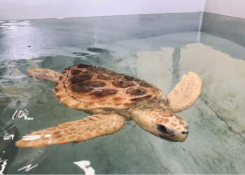 Stitntino: a La Pelosa la liberazione di un esemplare di tartaruga Caretta Caretta