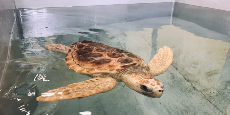 Stitntino: a La Pelosa la liberazione di un esemplare di tartaruga Caretta Caretta