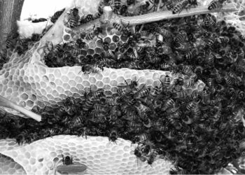 Apicoltura in crisi. Cia Sardegna: «Aprire un confronto con organizzazioni professionali e Commissione apistica regionale»