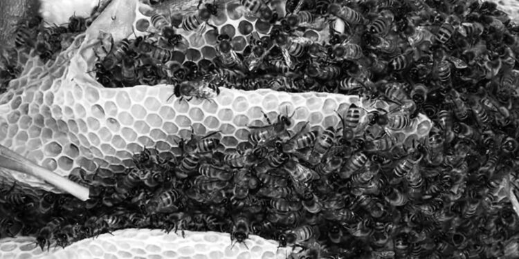 Apicoltura in crisi. Cia Sardegna: «Aprire un confronto con organizzazioni professionali e Commissione apistica regionale»