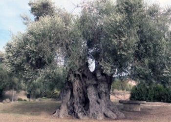 Fine settimana di appuntamenti ad Usellus, Villa Verde e Sini