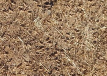 Pierluigi Saiu (Lega): «Subito in commissione i dati sulla liquidazione dei ristori alle aziende danneggiate dalle cavallette»