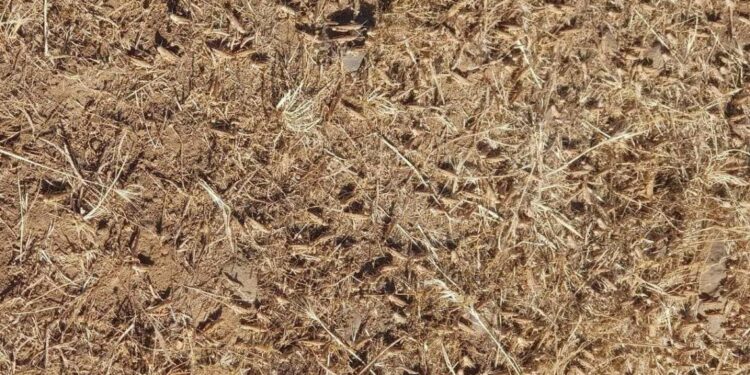 Pierluigi Saiu (Lega): «Subito in commissione i dati sulla liquidazione dei ristori alle aziende danneggiate dalle cavallette»