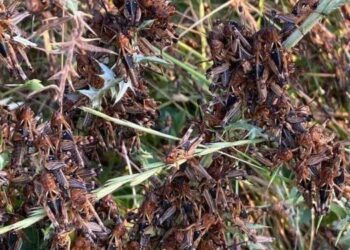 Cia Sardegna: «Serve un tavolo di confronto per l’attuazione del piano di contrasto contro le cavallette»