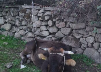 Coldiretti Sardegna: «7.800 stalle a rischio per la malattia emorragica dei cervi»