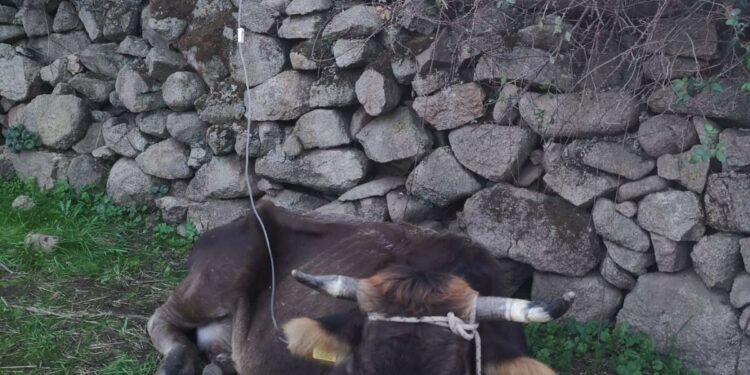 Coldiretti Sardegna: «7.800 stalle a rischio per la malattia emorragica dei cervi»