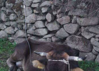 Malattia del cervo in Sardegna: attivata la task force