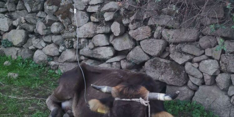 Malattia del cervo in Sardegna: attivata la task force