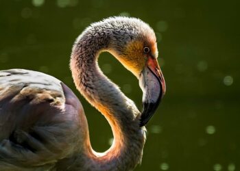 Positivo all’aviaria il fenicottero morto nelle campagne di Cabras