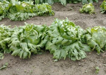 Ondata di maltempo in Sardegna: danni nel Terralbese