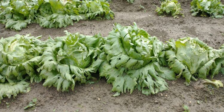 Ondata di maltempo in Sardegna: danni nel Terralbese