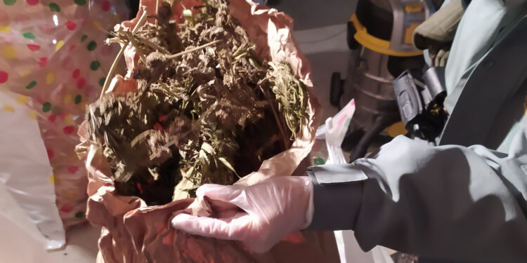 Il Nucleo Investigativo del Corpo Forestale dell’Ispettorato di Cagliari e le Stazioni di Villacidro, Guspini, Sanluri e Dolianova hanno sequestrato circa 100 kg di cannabis