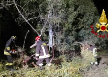 Aidomaggiore: un pino cade sui fili della linea elettrica, intervengono i vigili del fuoco