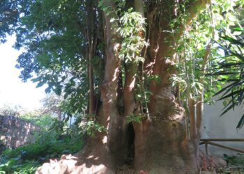 All’Orto Botanico dell’Università di Cagliari il presepe della tradizione asseminese