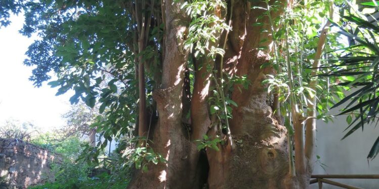 All’Orto Botanico dell’Università di Cagliari il presepe della tradizione asseminese