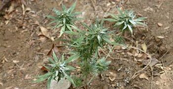 Talana: scoperta una coltivazione di marijuana