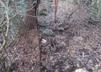 Operazioni antibracconaggio a Villa San Pietro e Villaputzu: denunciate tre persone