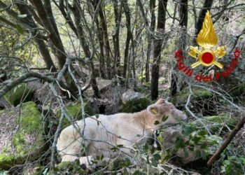 Montresta: un vitello cade in un dirupo, lo salvano i vigili del fuoco