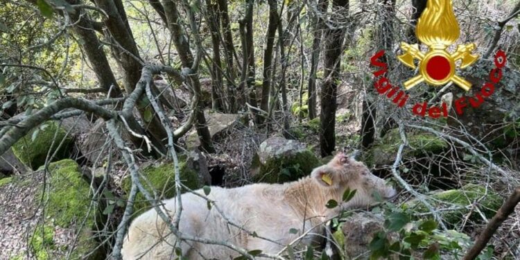 Montresta: un vitello cade in un dirupo, lo salvano i vigili del fuoco