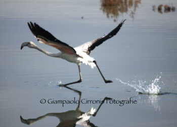 Arborea: disturba i fenicotteri all’interno dello stagno di S’Ena Arrubia, sanzionato il responsabile