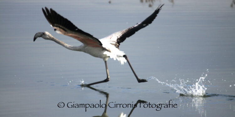Arborea: disturba i fenicotteri all’interno dello stagno di S’Ena Arrubia, sanzionato il responsabile