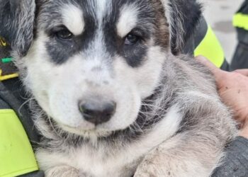 Telti ed Olbia: i vigili del fuoco salvano due cani