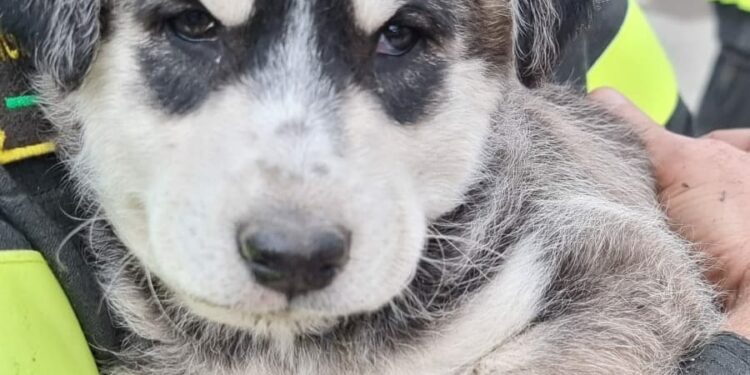 Telti ed Olbia: i vigili del fuoco salvano due cani