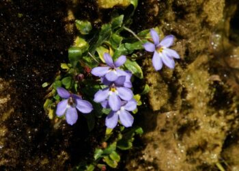 E’ stata individuata in Sardegna una nuova specie vegetale